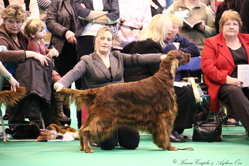 Crufts2011_2 031.jpg